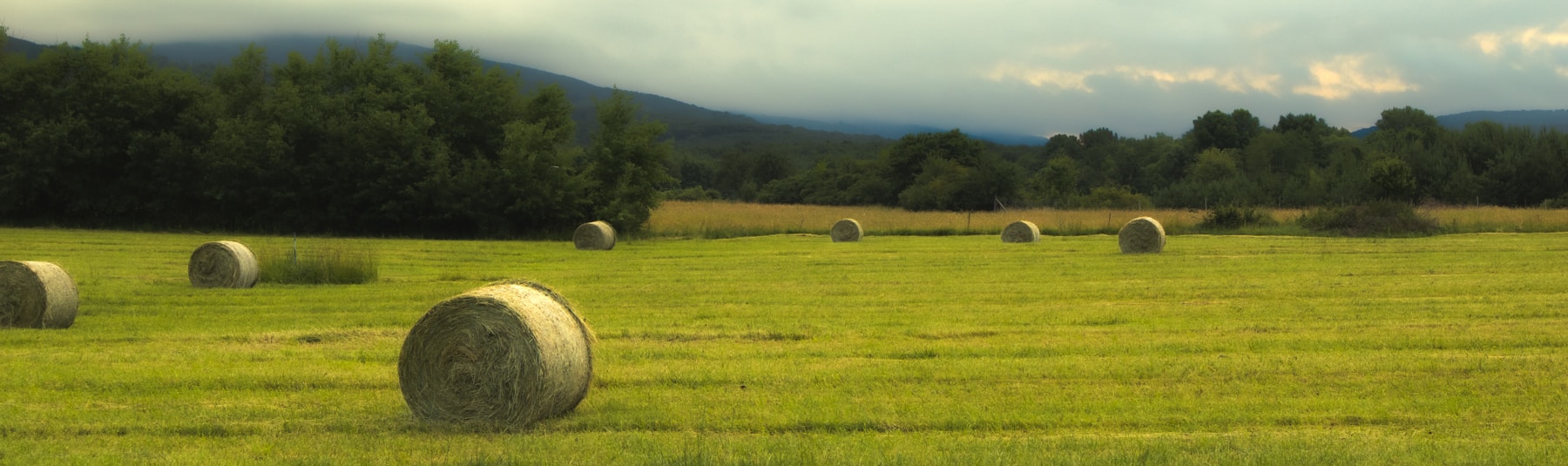 Hay bales across a broad agricultural field